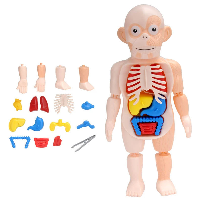 3D Human Body Torso Model Educational Assembly Learning DIY Toys Human Body Organ Teaching Tools Early Learning Toy for Children